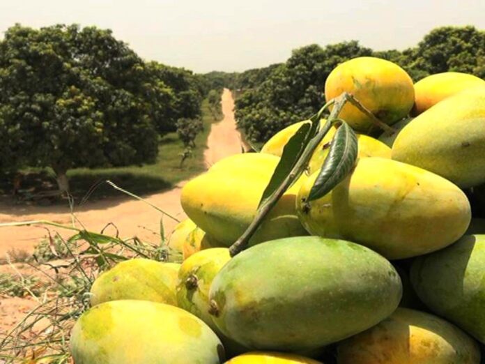 Freshly-plucked-mangoes-1.jpg