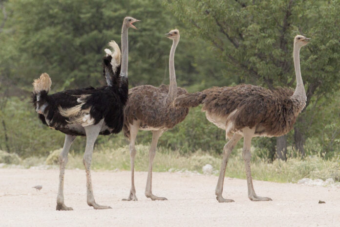 Struthio_camelus_-_Etosha_2014_3.jpg