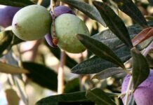 Pakistan’s Olive Valley promises growth