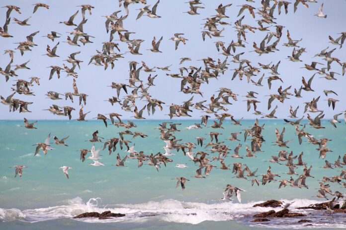 Waders_in_flight_Roebuck_Bay.jpg