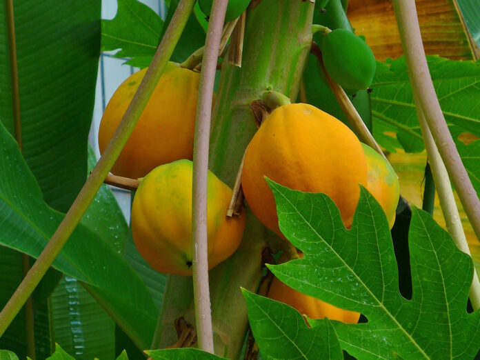 Carica-papaya.jpg