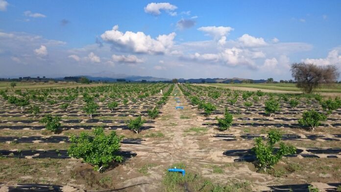A-Pandak-Farms-orange-orchard.jpg