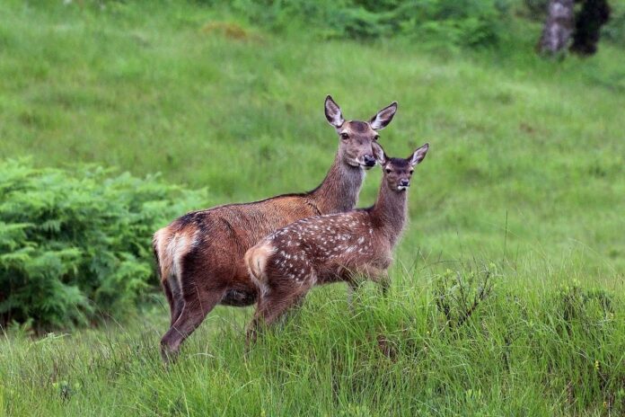 A-red-deer-with-a-juvenile.jpg
