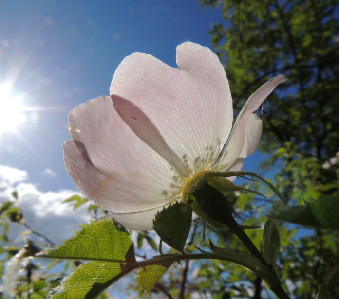 A-wild-rose-flower-Sandy-Bedfordshire-scaled.jpg | Jasmina Cirkovic Jasmina Cirkovic