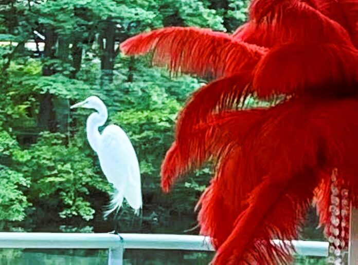 A-whooping-crane-3.jpg | A whooping crane beside a stream A whooping crane beside a stream
