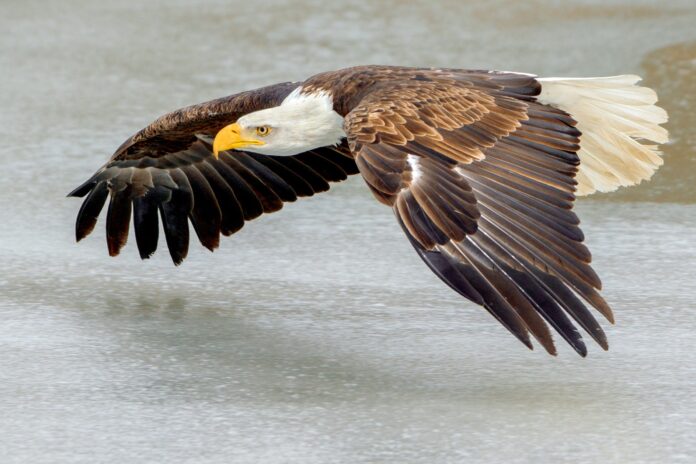 Bald_Eagle_flying_over_ice_Southern_Ontario_Canada-scaled.jpg