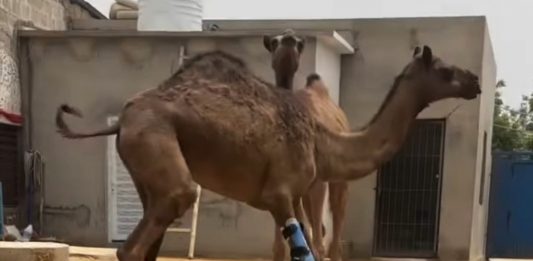 Mutilated Camel Recovery