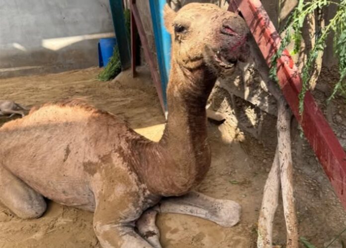 Camel tortured in Sukkur Sindh | animals animals